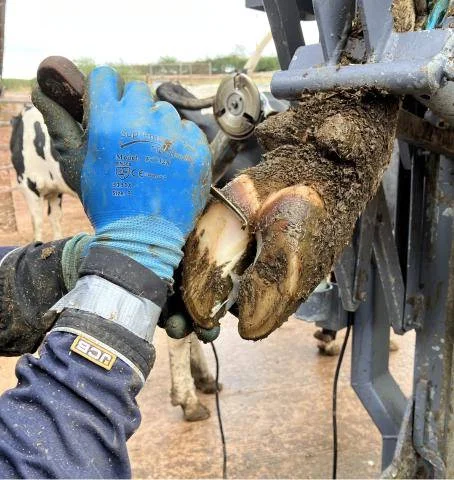 Hoof trimming in crush